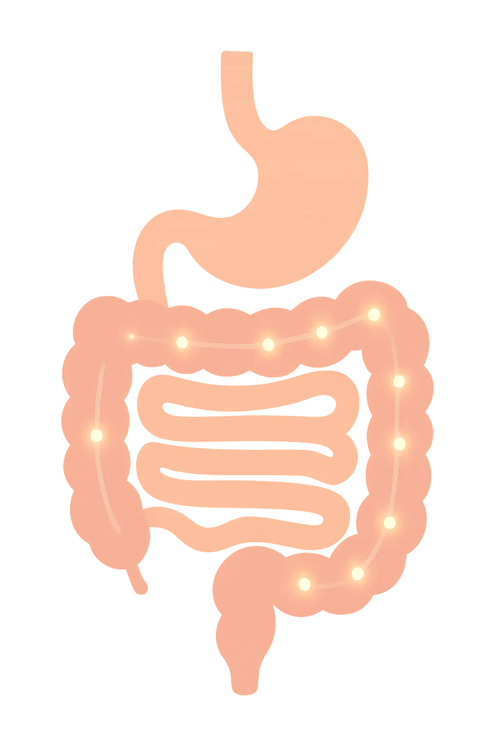 Diagram of nerve receptors along the colon responding to nicotine