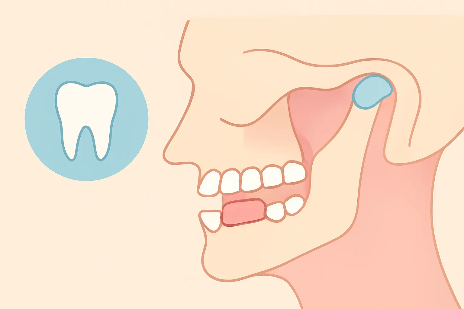 Illustration of jaw and dental considerations for long-term nicotine gum chewing