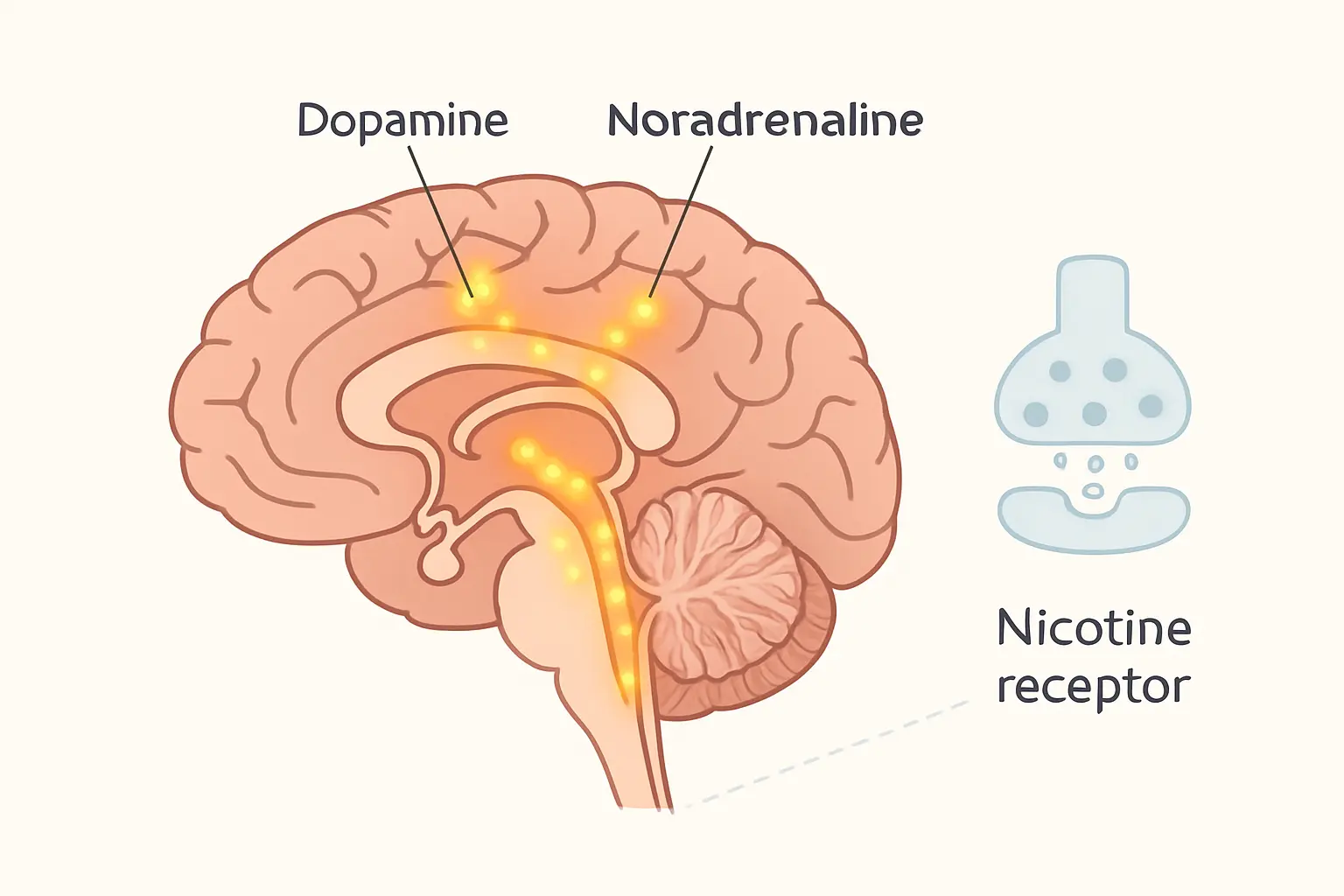 Diagram of dopamine and noradrenaline brain pathways illustrating how bupropion differs from nicotine replacement