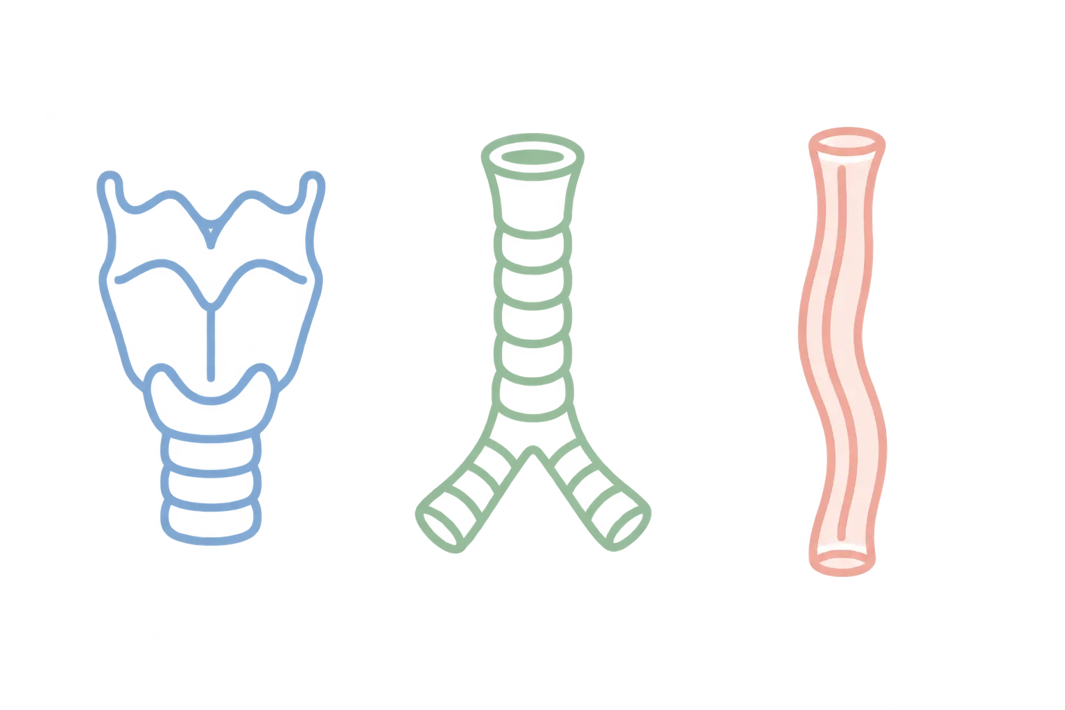Three simple pastel outlines of the voice box, throat and food pipe showing that throat cancer covers separate sites